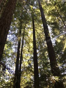 Spirit of the Redwoods